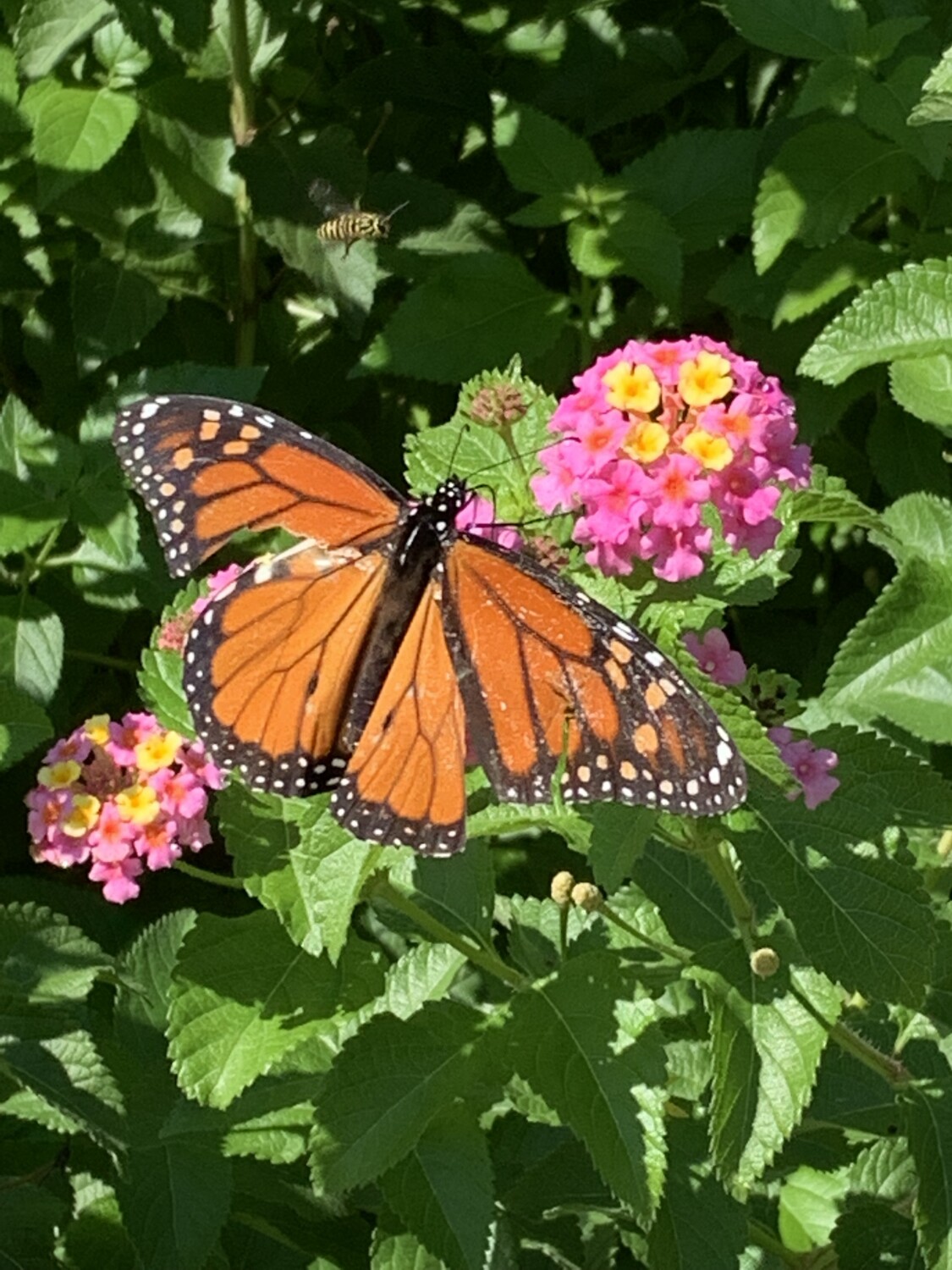 Butterfly’s and Bees