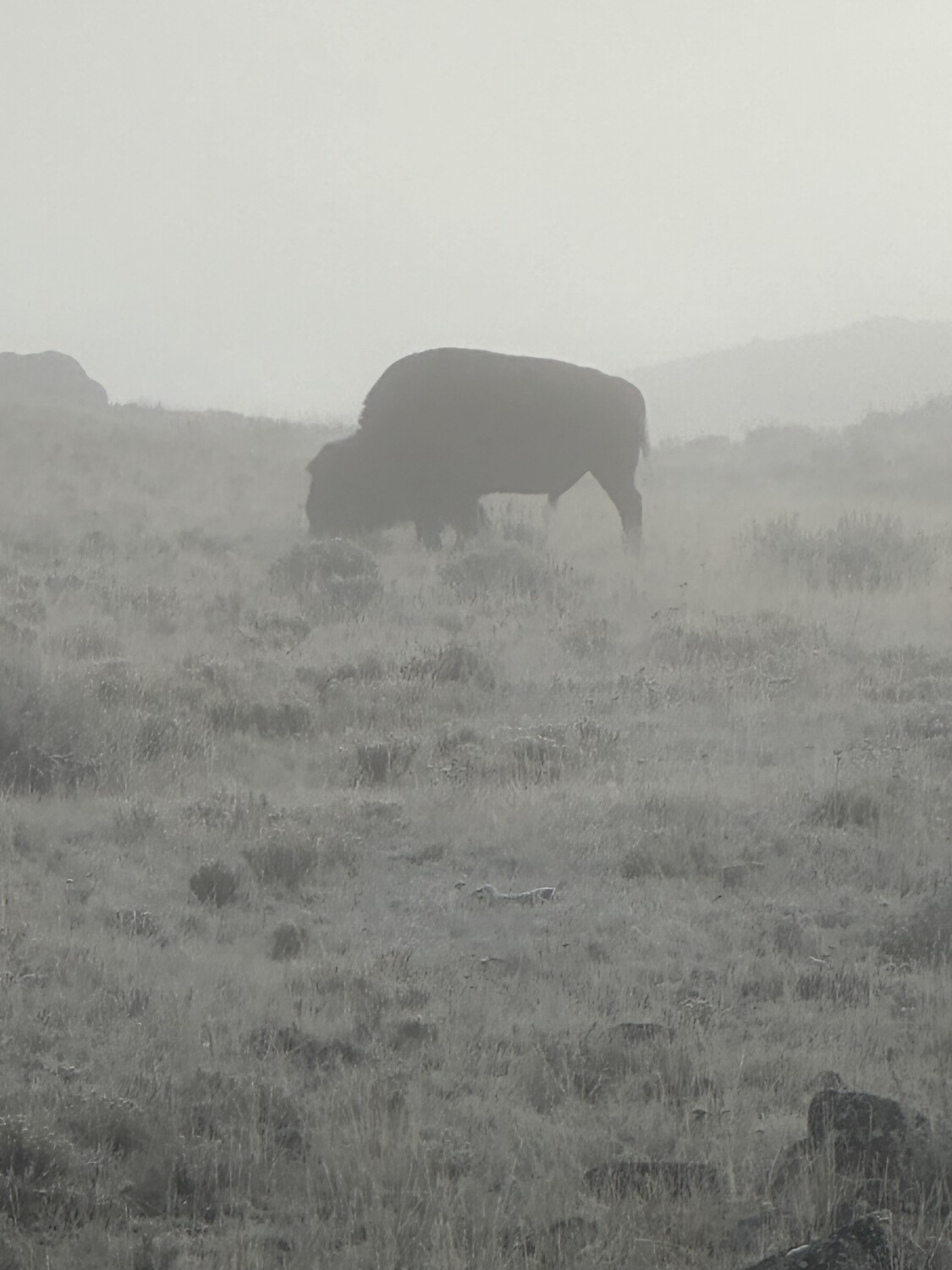 Misty Morning Grazing
