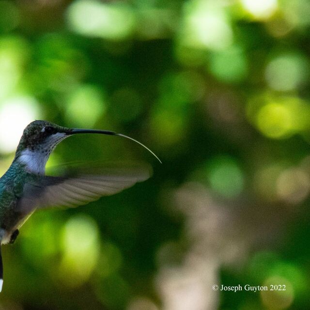 Hummingbird with tongue out