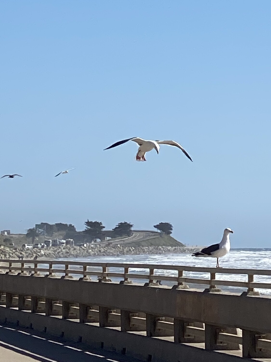 The Seagull’s Flight