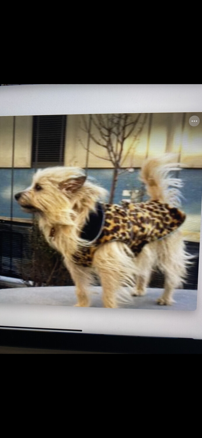 Windy Day in the City