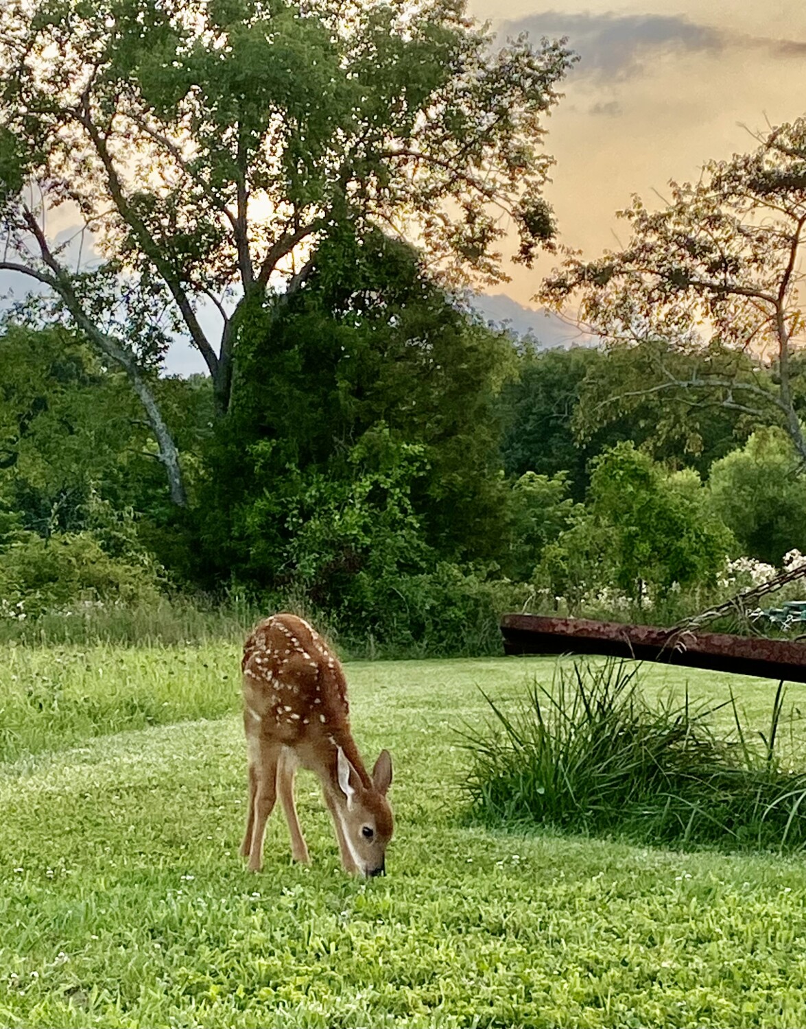 Baby fawn on a summer’s night