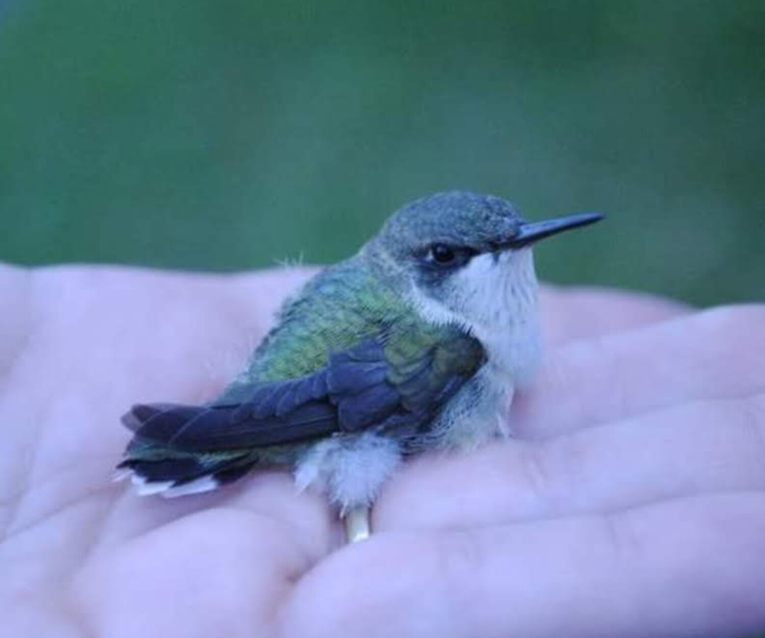 HUMMINGBIRD BABY