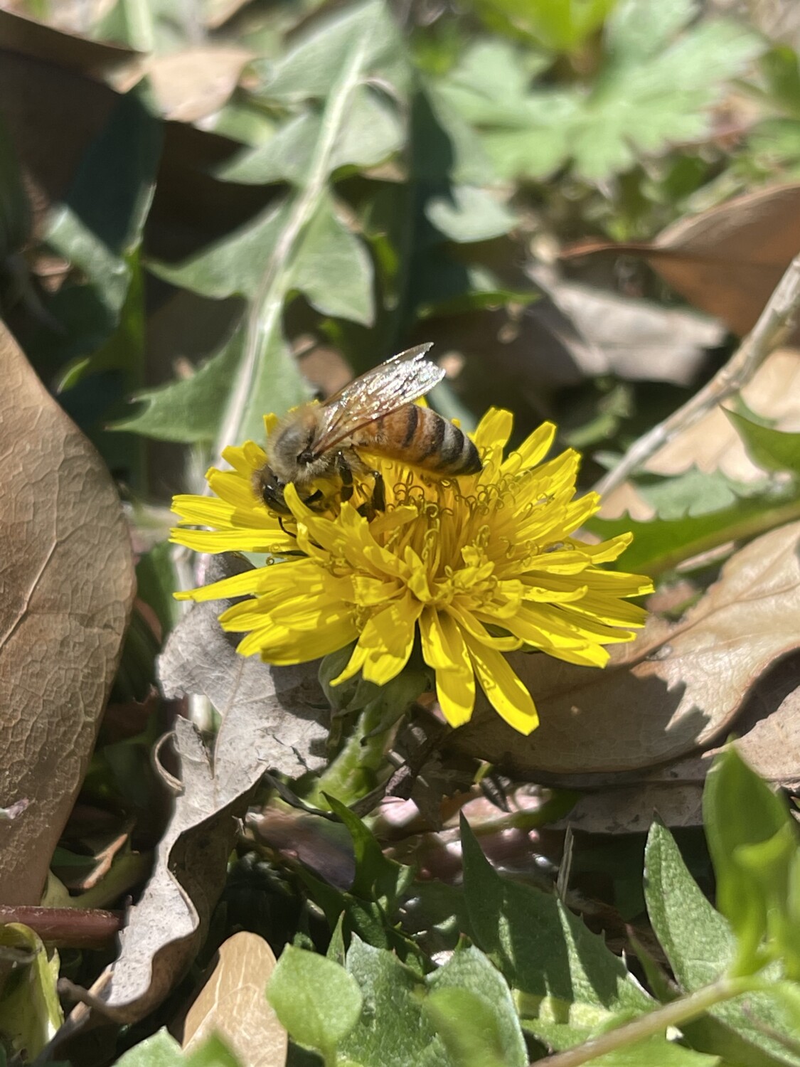 Bees are a sign that life will find a way