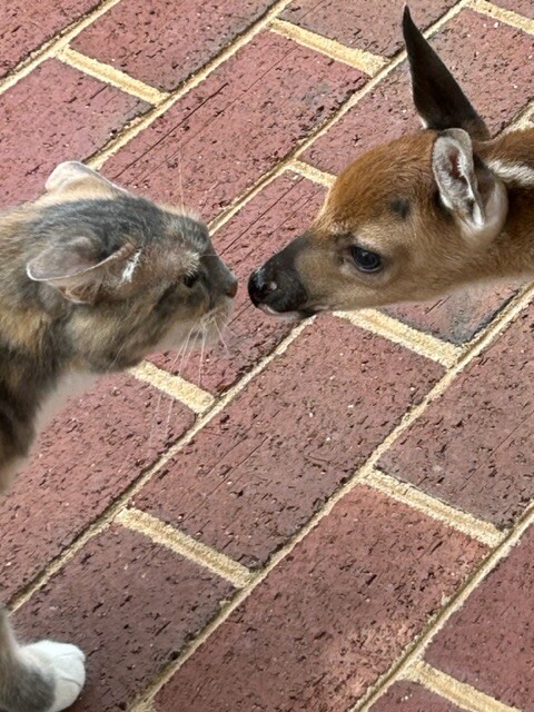 Rose Meets Bambi