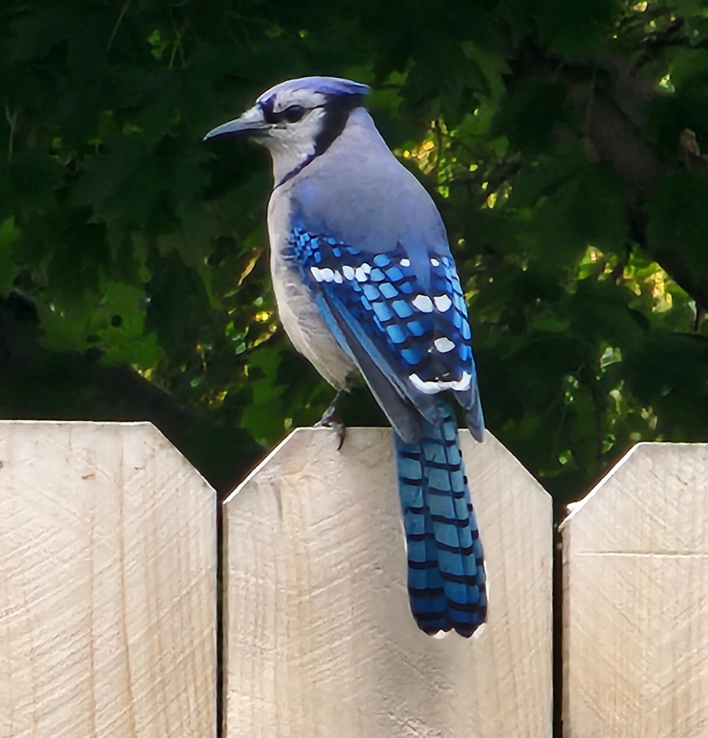Blue jay