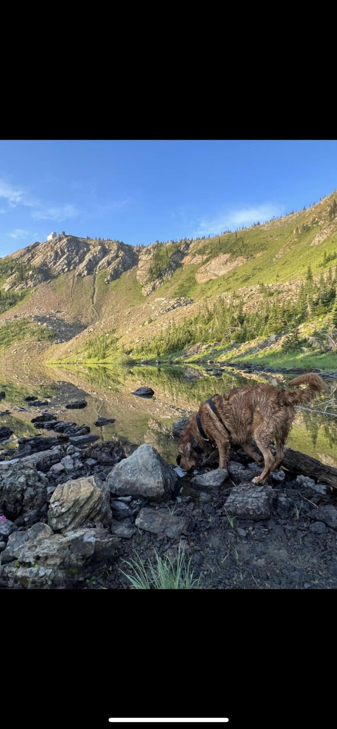 Buddy in the Jewel Basin, Montana