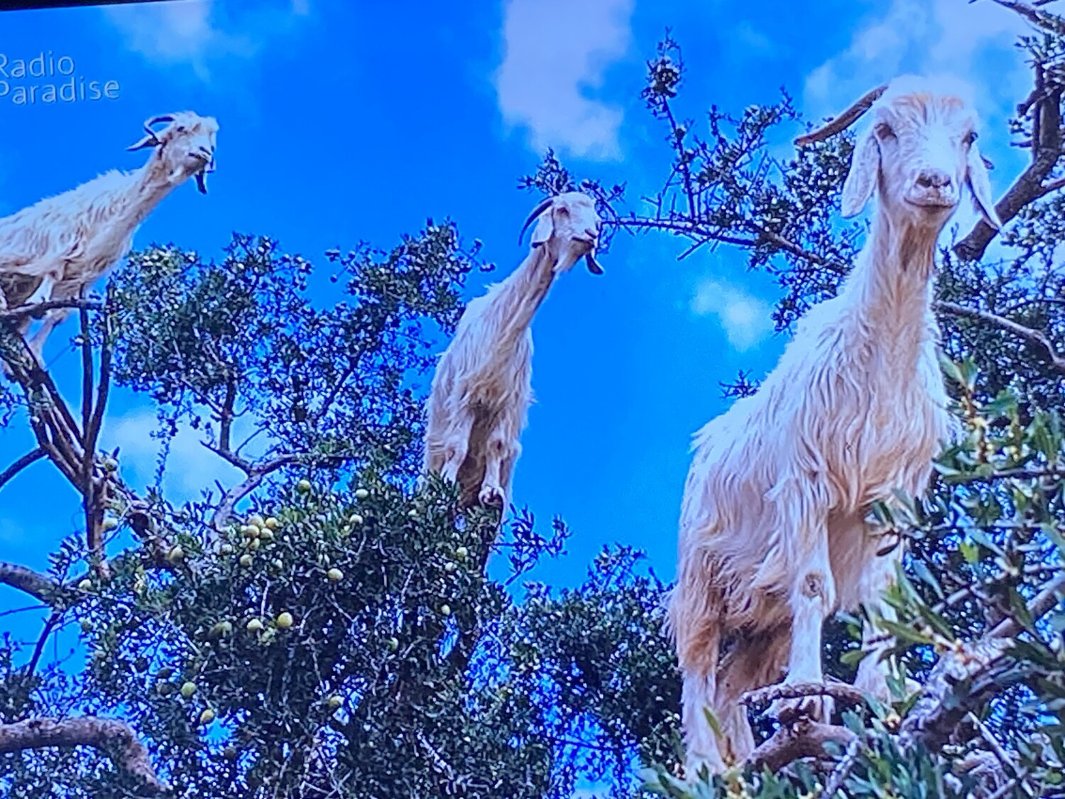 Goats in the trees