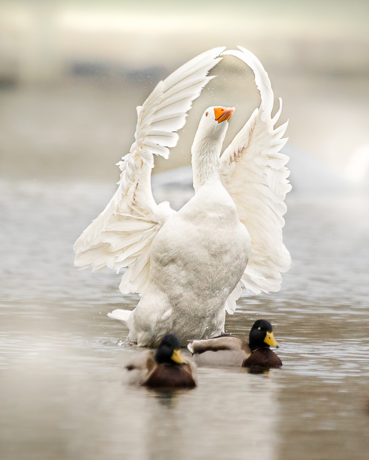 The ring of the goose