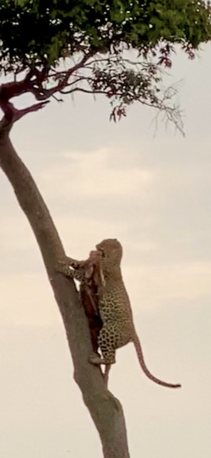 Leopard kill