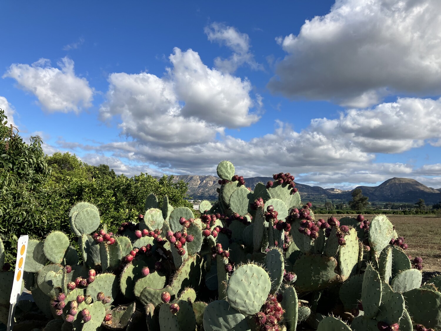 Nopales en las nubes