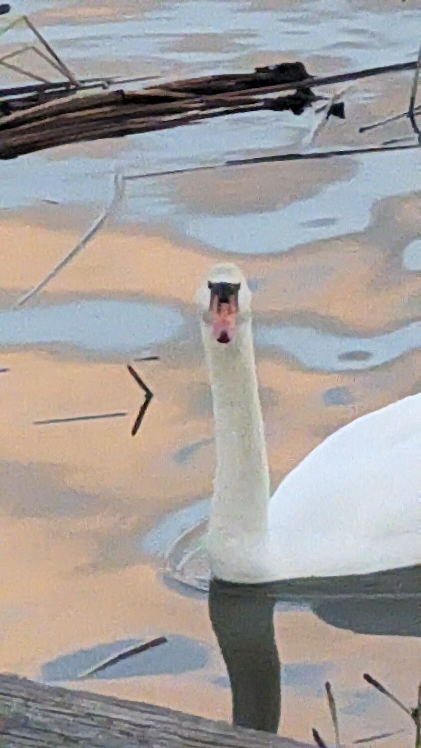 CIRIOUS SWAN