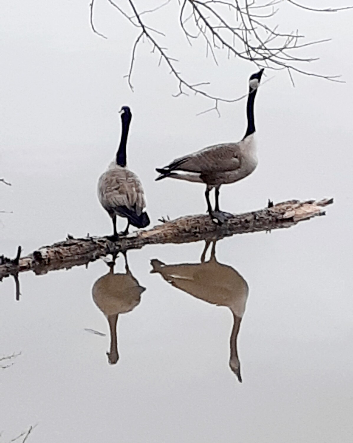 Pine Lake Geese