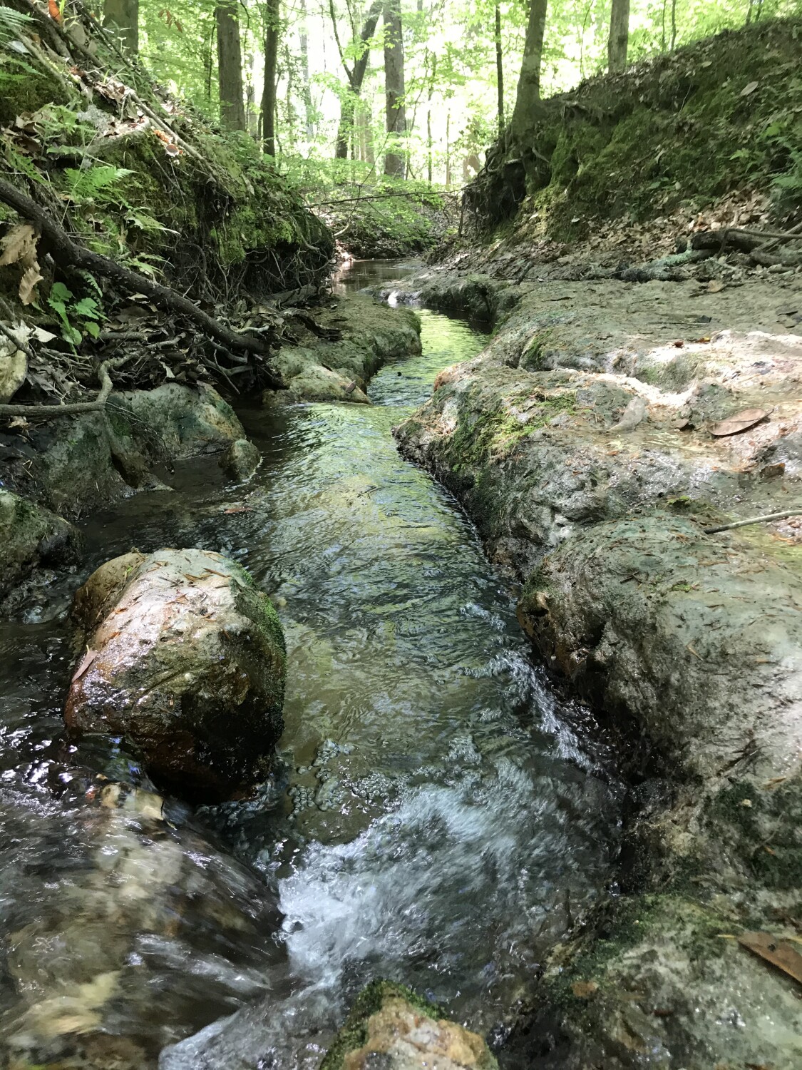 The beauty of walking with you.