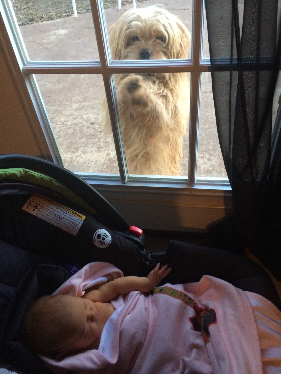 Remi looking at new baby