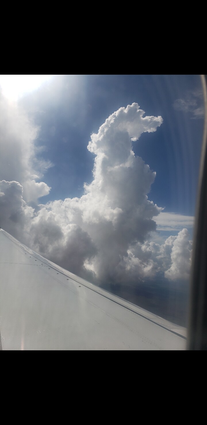 CABALLO BLANCO " WHITE HORSE"