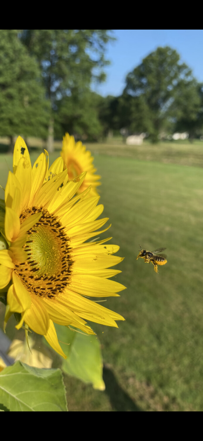 Don’t Worry Bee Happy!