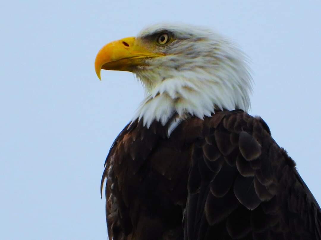 Ameican Bald Eagle