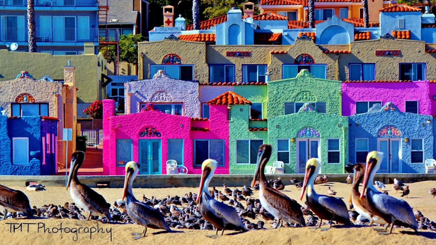 Pelican posers