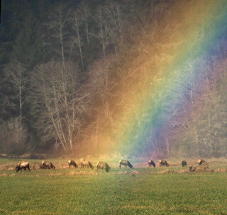 Rainbow shining on Elk
