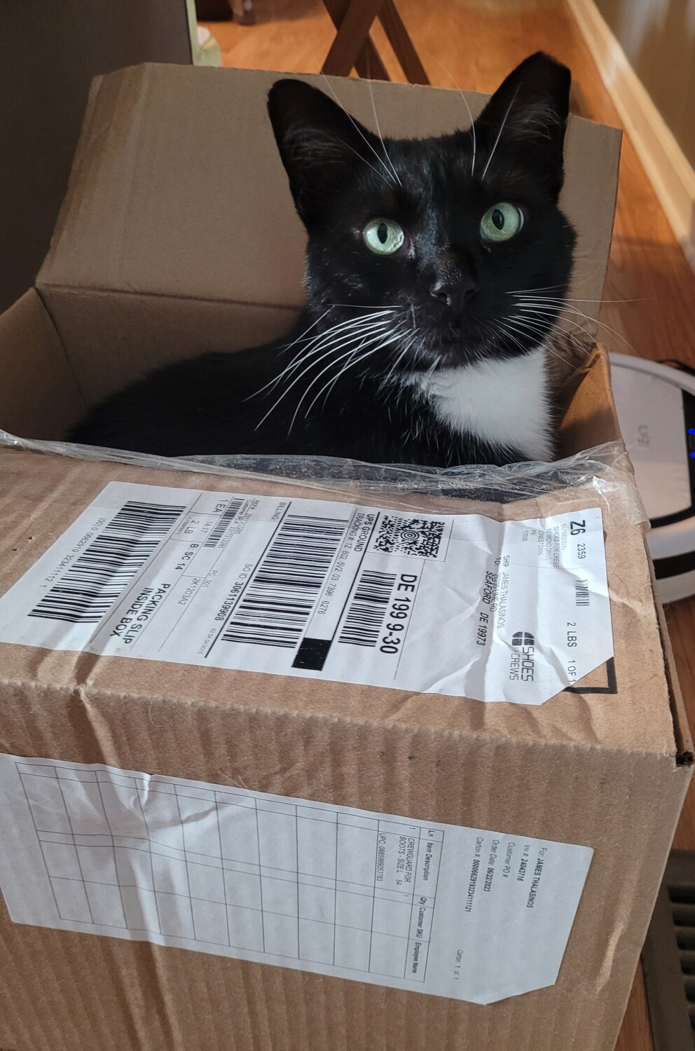 Johnny in a box