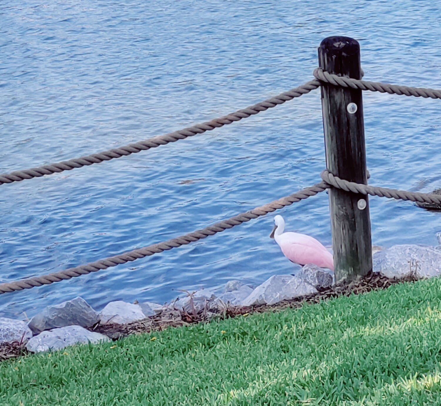 Spoonbill contemplating life