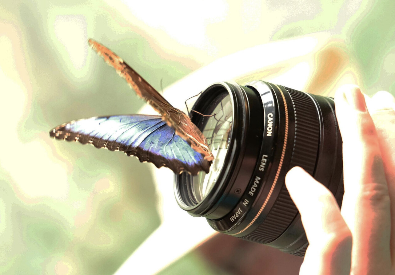 Butterfly and lens