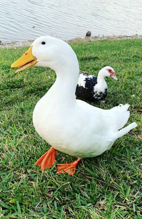 Sweet pea, being steals the moment.