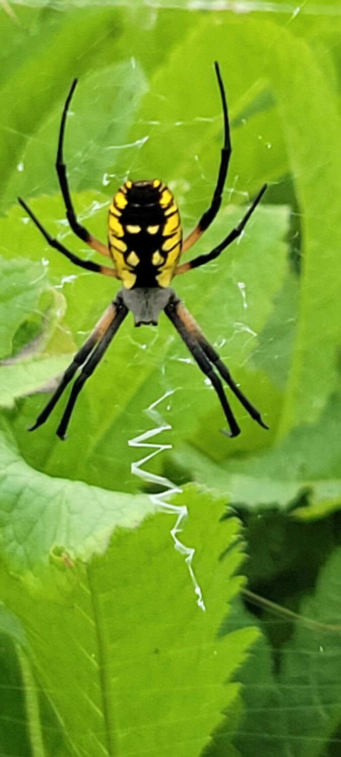 Incredible spider