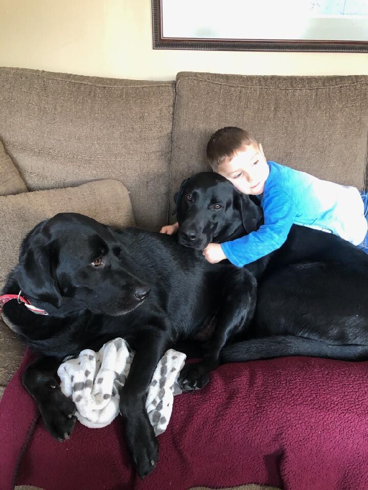 Drake duck dinsty pup