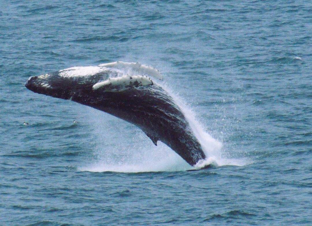 Humpback Whale