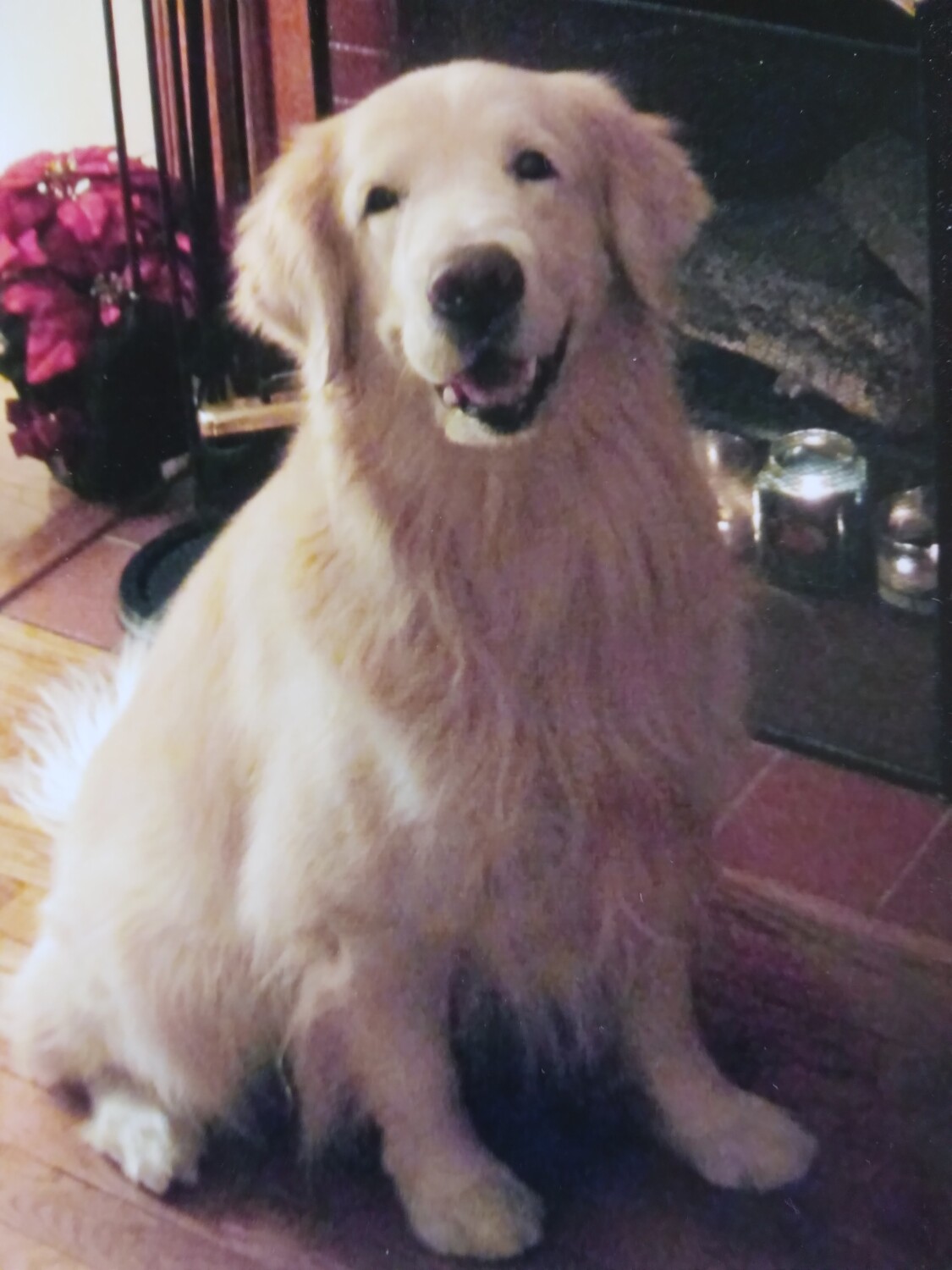 Always Joyful "Simba"