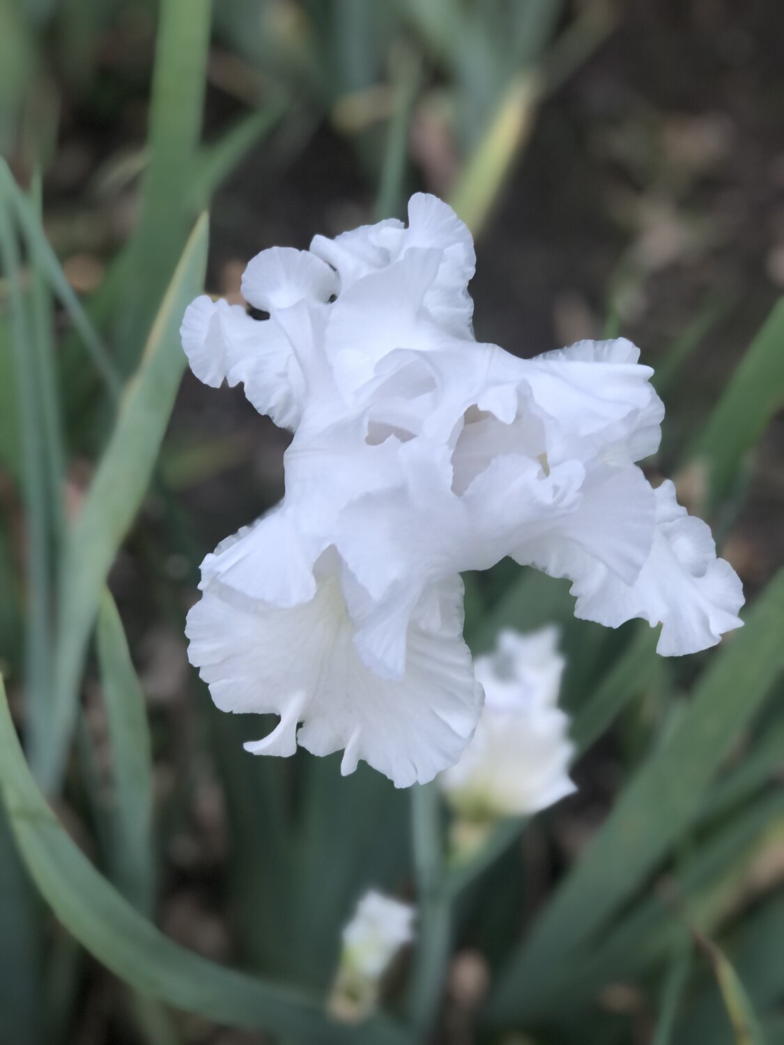 Bearded Iris