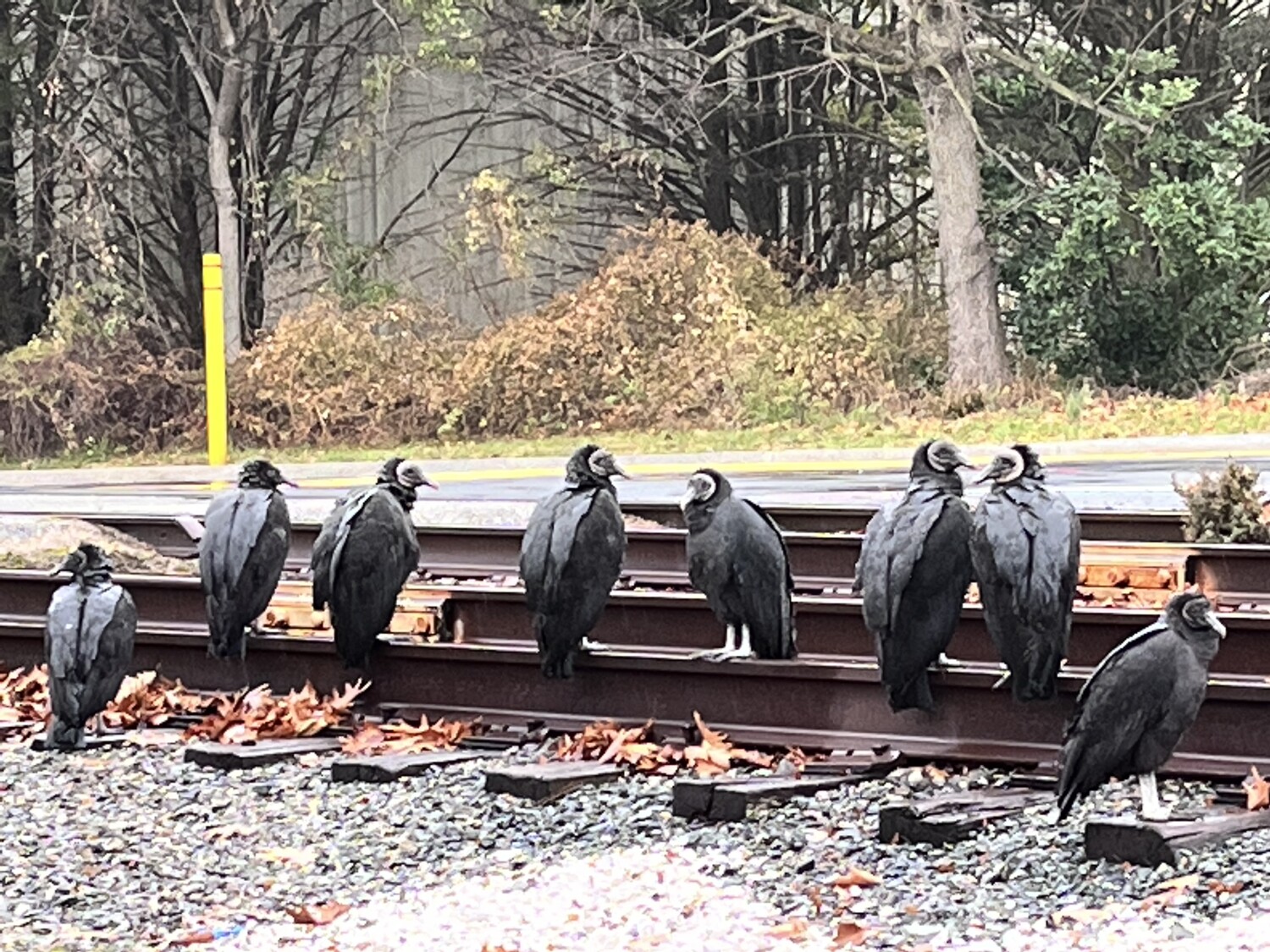 Chilling on the tracks