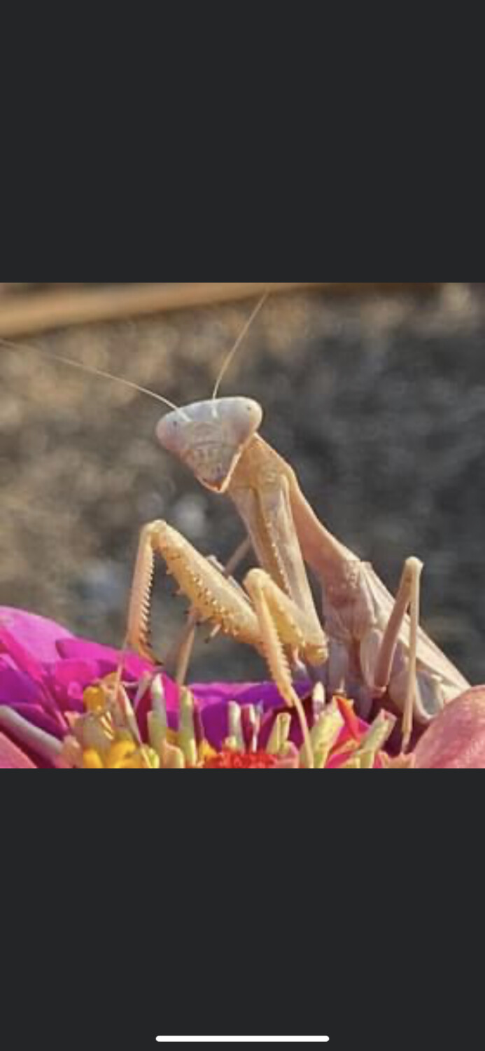 Praying Mantis
