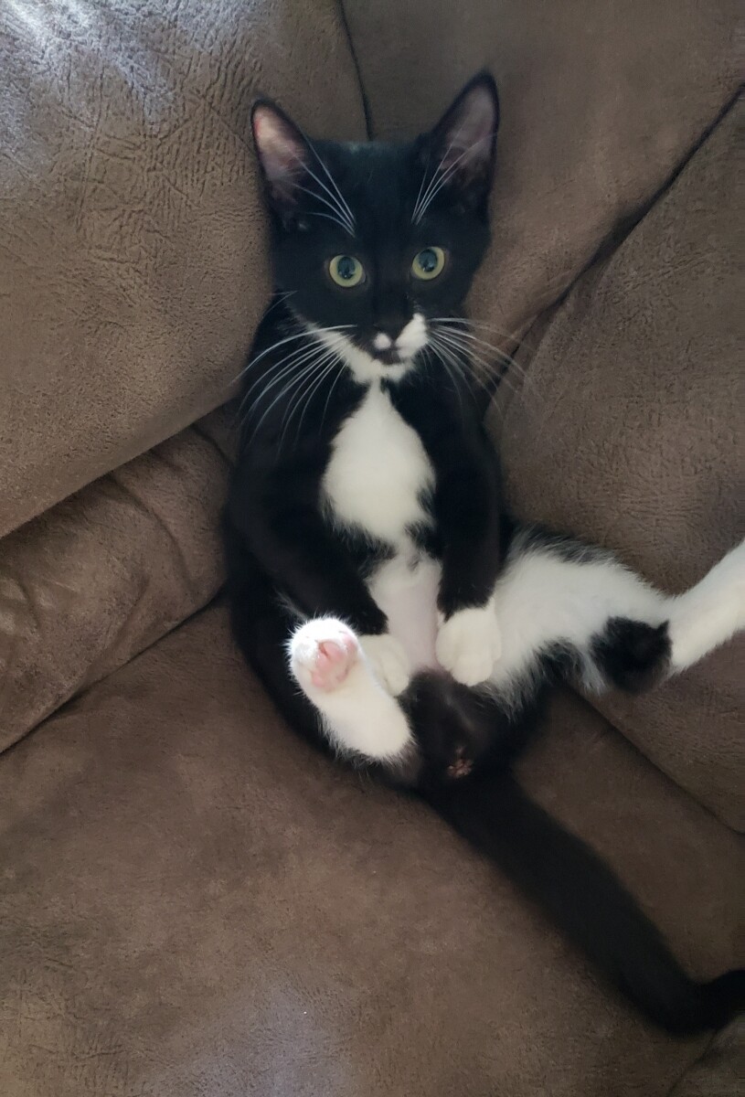 Domino... foster fail