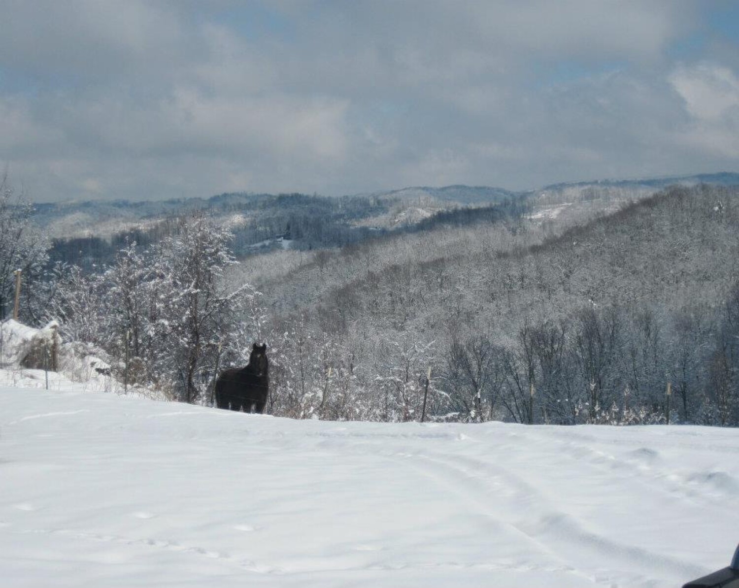 Charlie loves the snow.