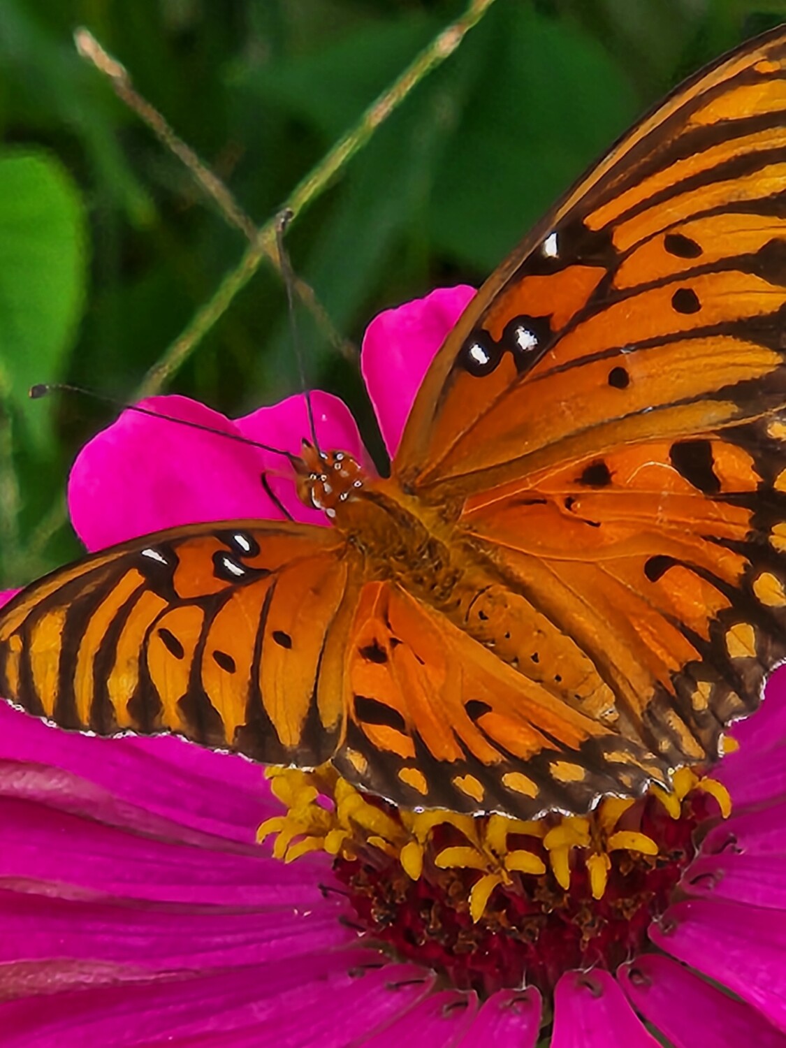 Blooms and butterflies