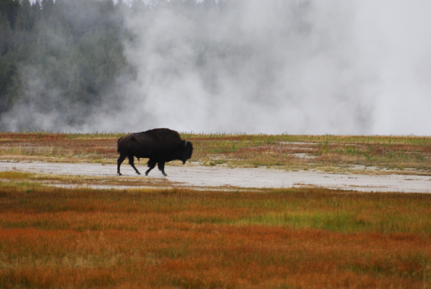 Wyoming Buffalo
