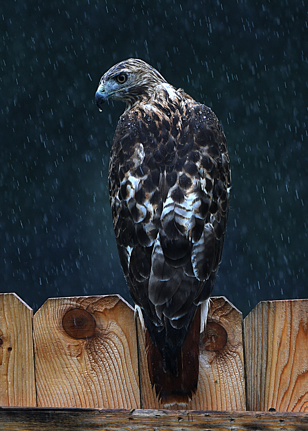 Hawk in Rain