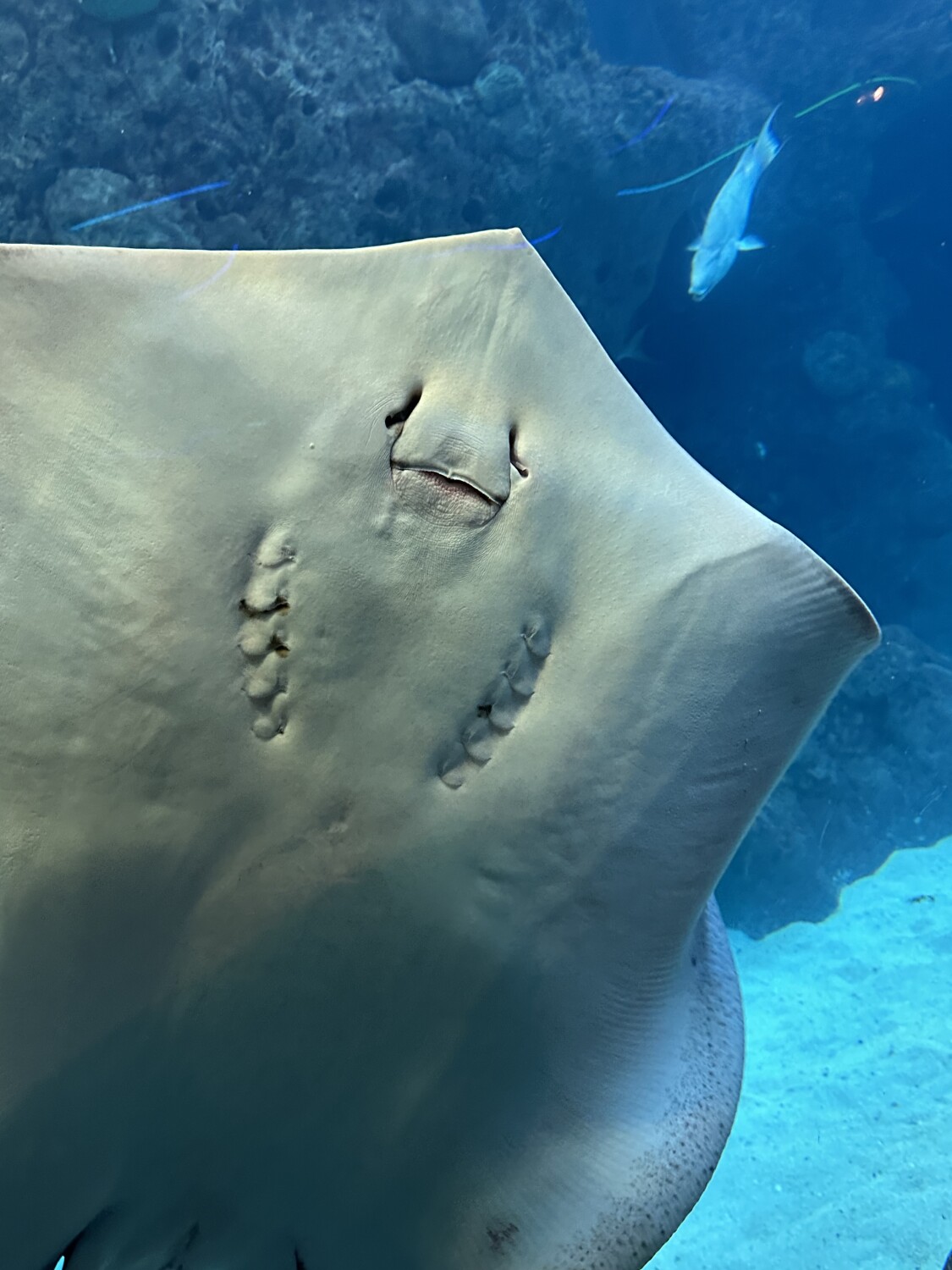 Stingray smile