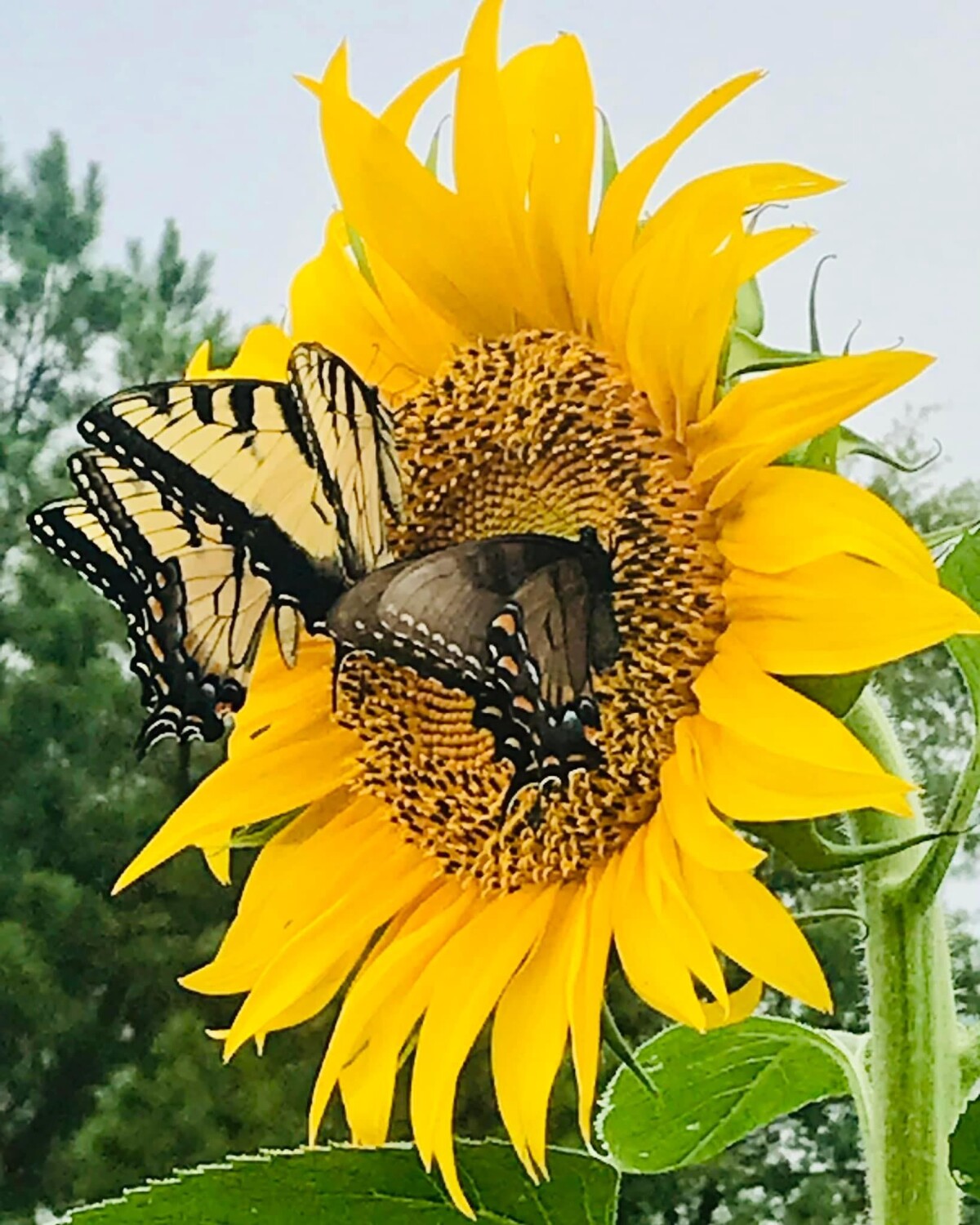 Field of blooms and more!