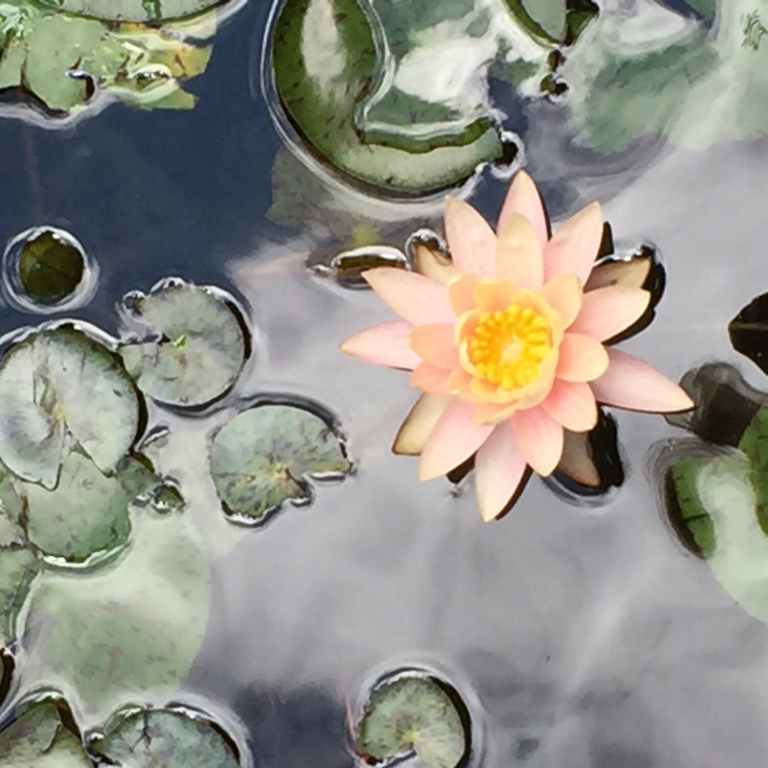Water Lily