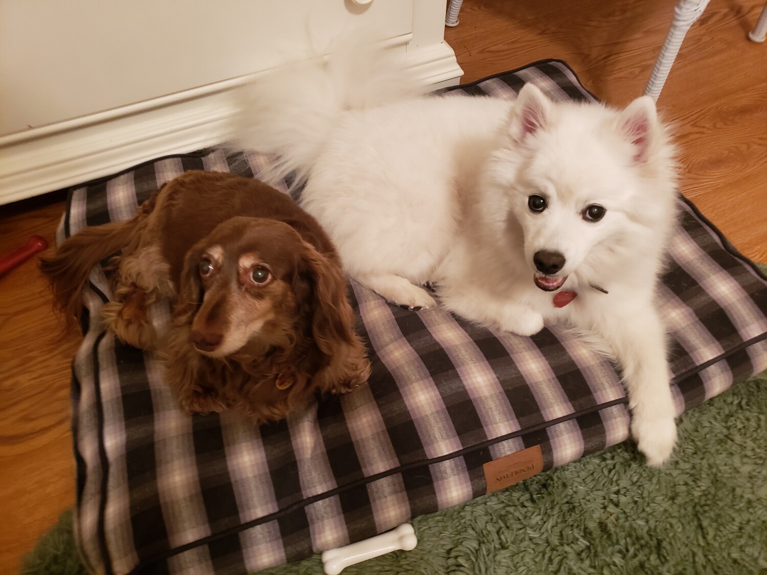 Sofi & Hailey best buddies resting.