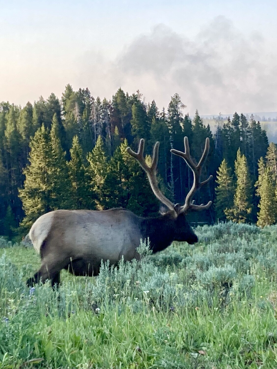 Early morning elk in Yellowstone