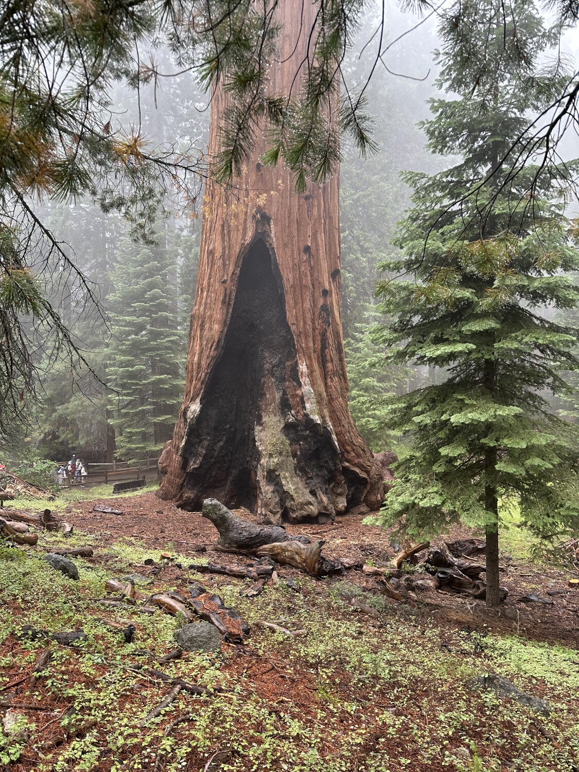 Kings Canyon National Park