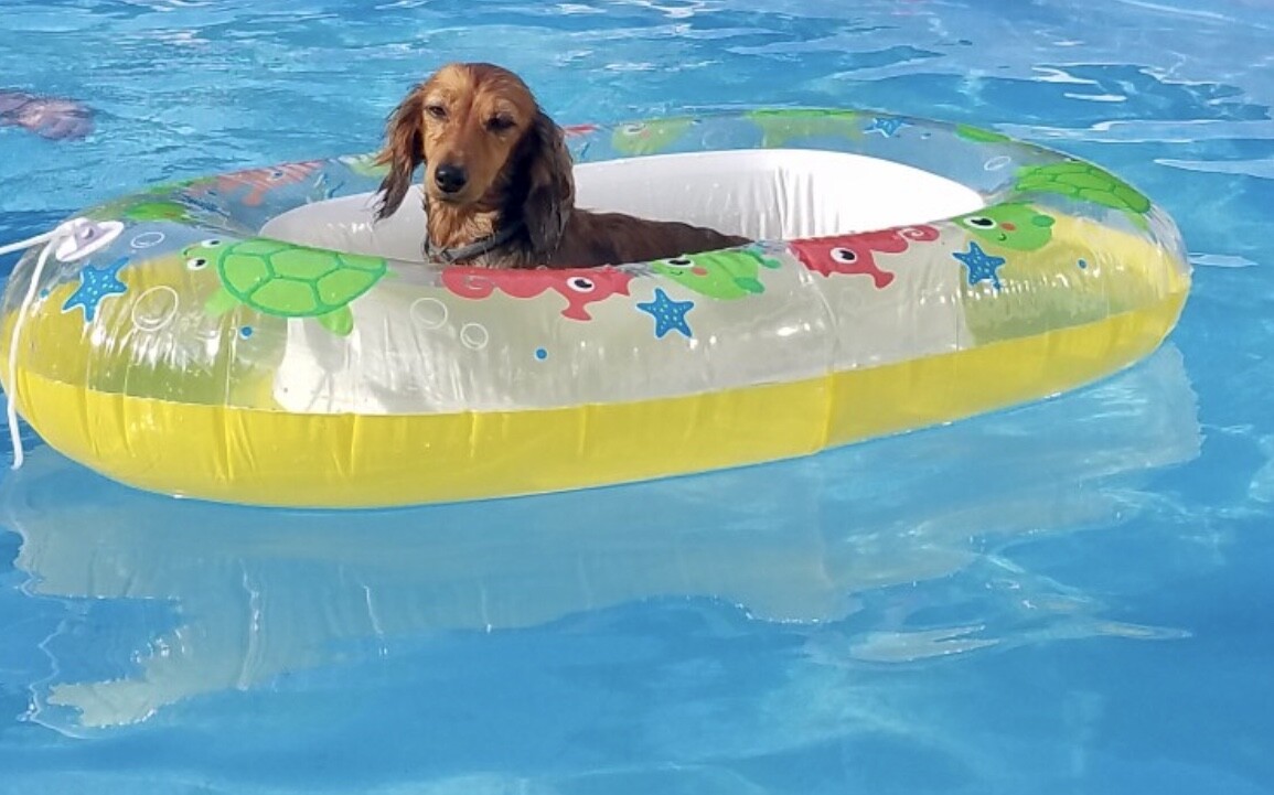 Daisy Mae's cruise of pool