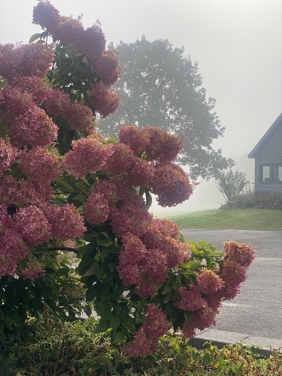 Foggy Hydrangeas