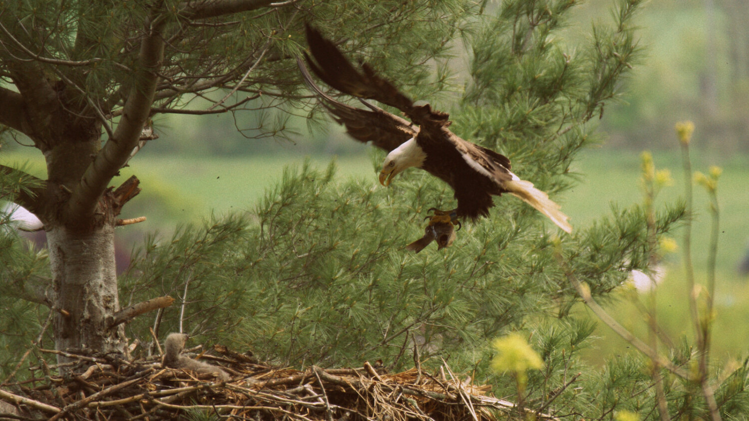 Time for dinner Baby Eagle