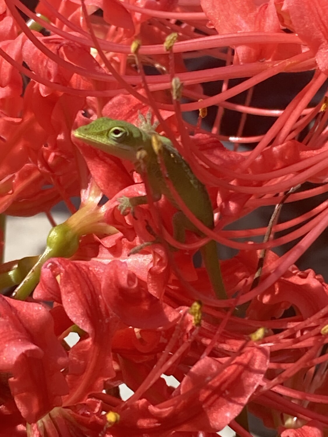 Hurricane Lilly home